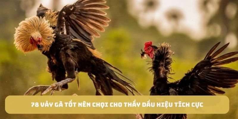 78 vảy gà tốt nên chọi cho thấy dấu hiệu tích cực