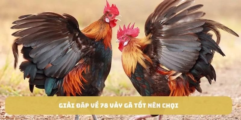 Giải đáp về 78 vảy gà tốt nên chọi