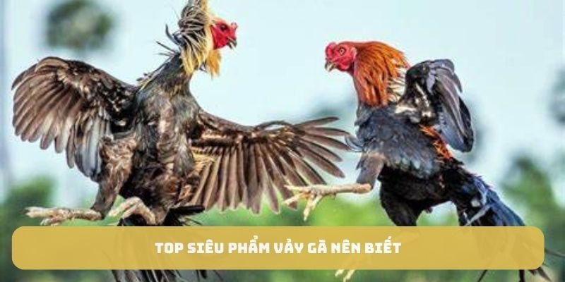 Top siêu phẩm vảy gà nên biết