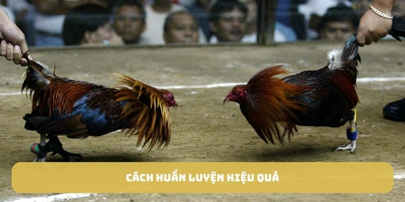 Bí quyết huấn luyện một chiến kê bất bại