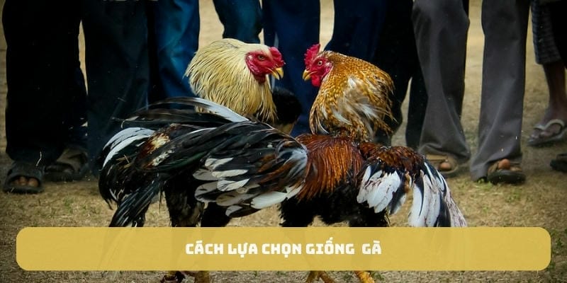 Lựa chọn giống nòi là yếu tố quan trọng trong cách nuôi gà chọi