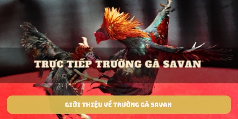 Giới thiệu về trường gà Savan