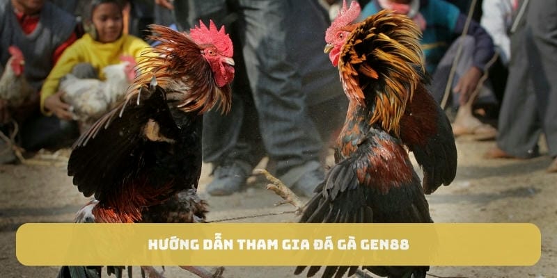 Quy trình tham gia đá gà Gen88 vô cùng đơn giản