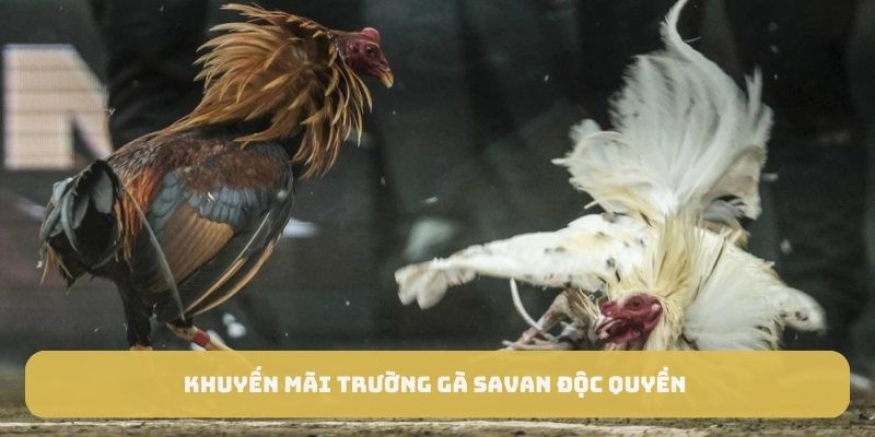 Khuyến mãi trường gà Savan độc quyền