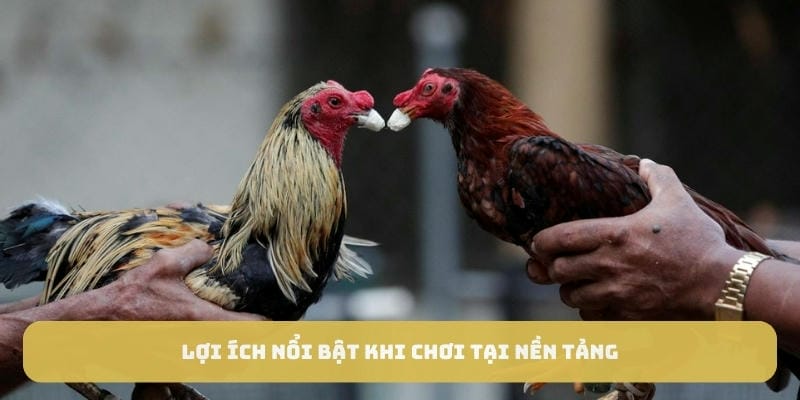 Đá gà tại nhà cái Gen88 là sự lựa chọn hàng đầu