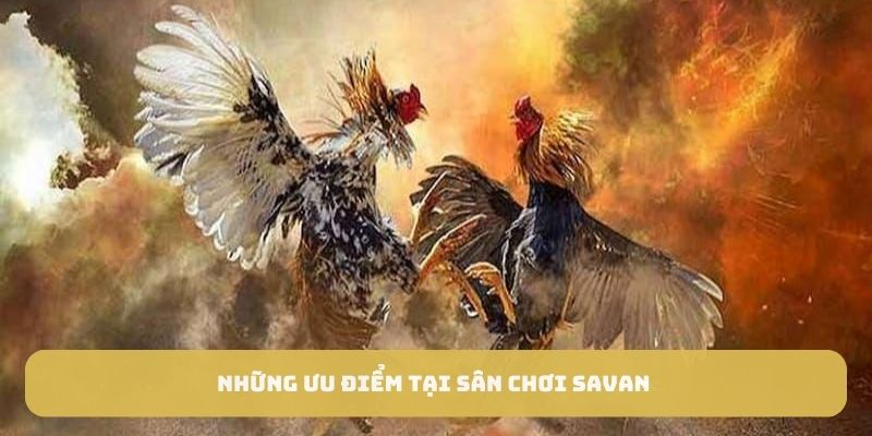 Những ưu điểm tại sân chơi Savan