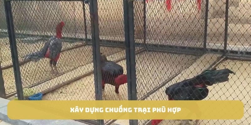 Xây dựng chuồng trại phù hợp sẽ là yếu tố hàng đầu
